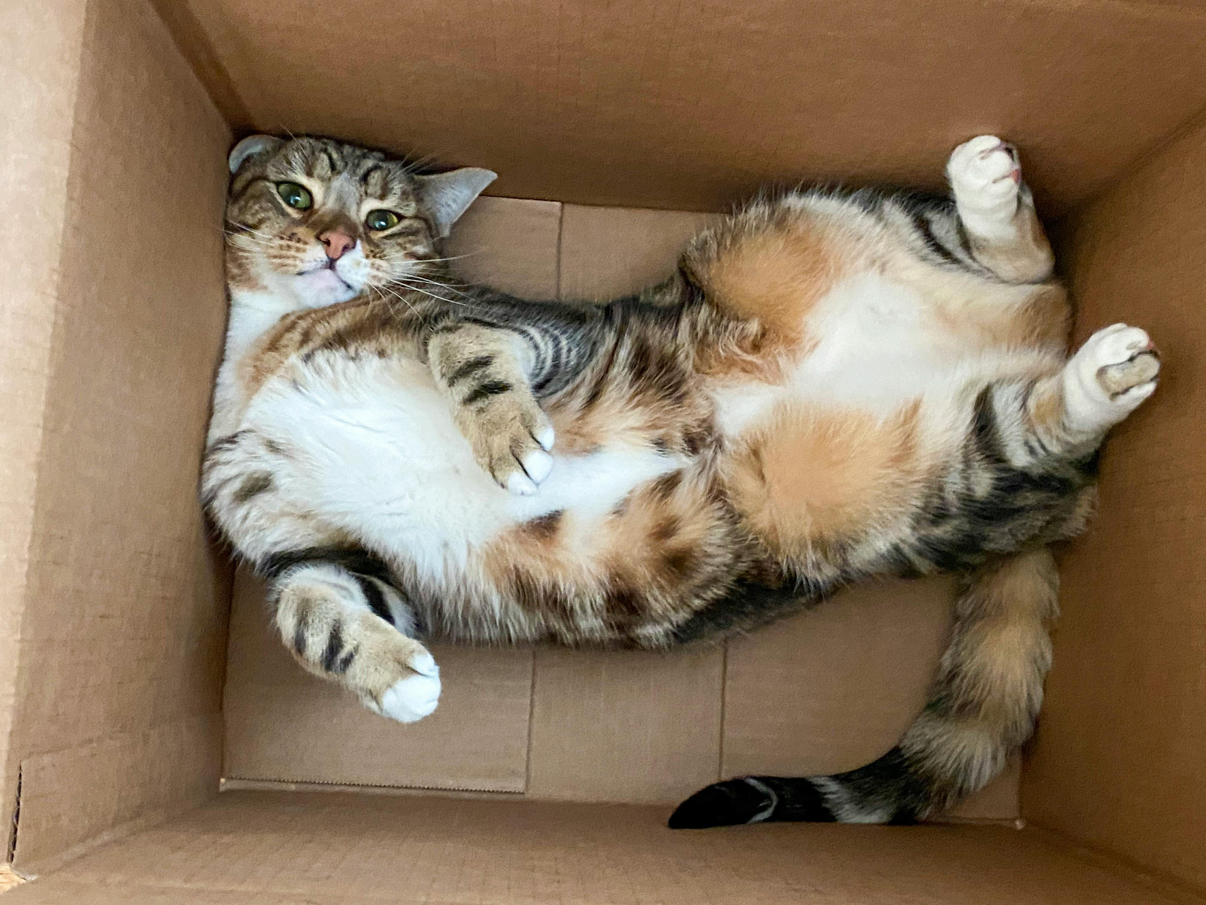 Cat in a box - 404 page not found
